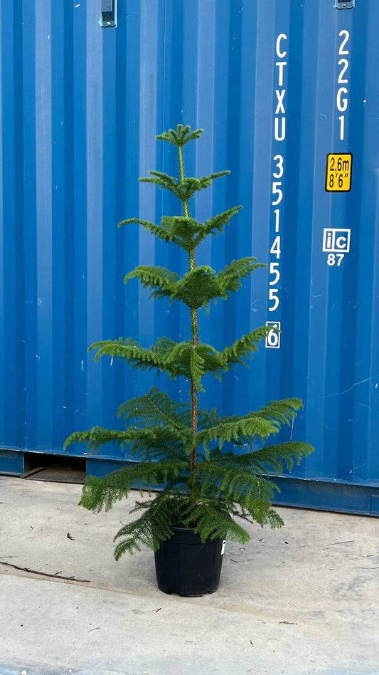 Araucaria | sustainable plant for long living at home