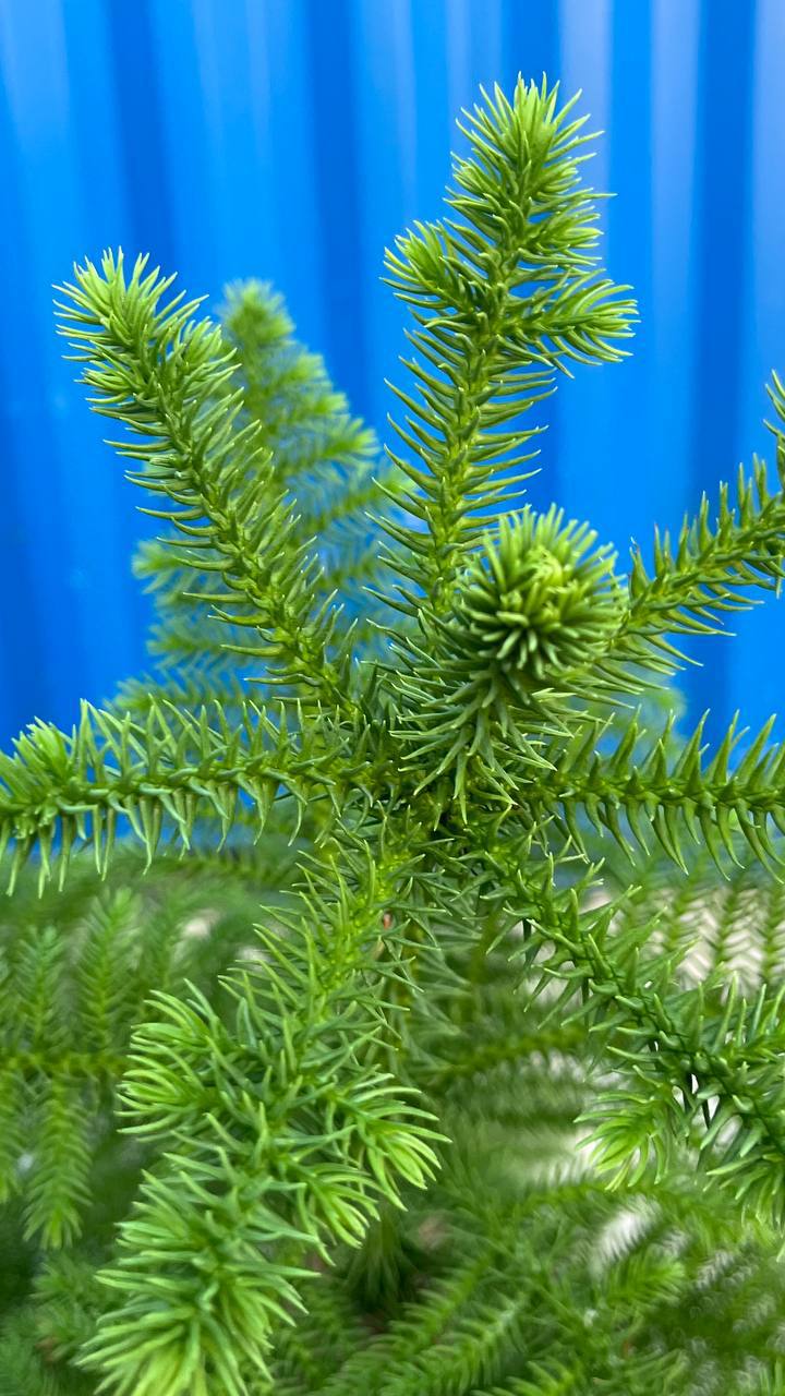 Araucaria