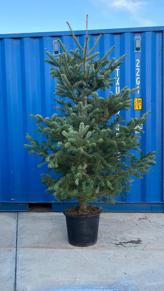 Christmas Tree 200 cm