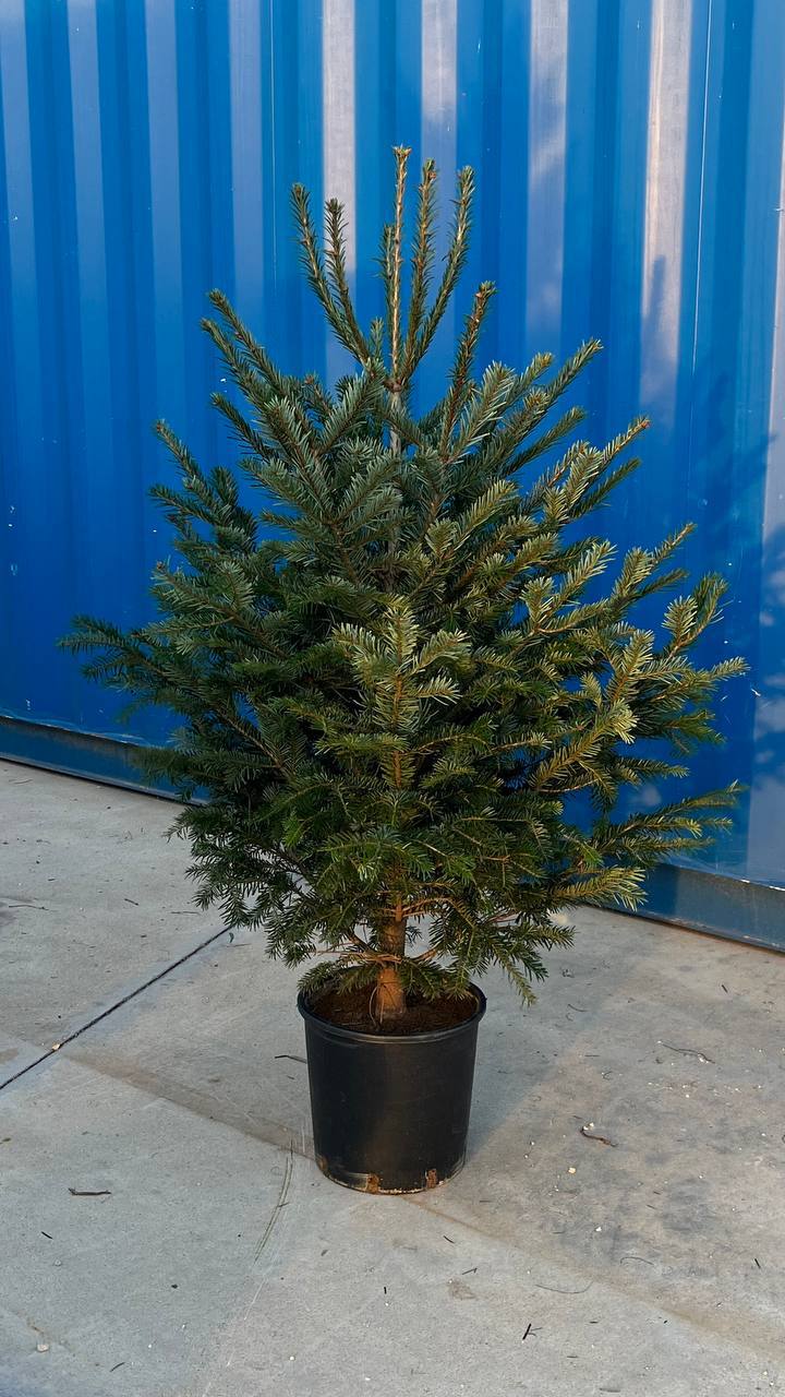 Christmas Tree 150 cm