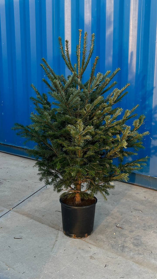 Christmas Tree 150 cm